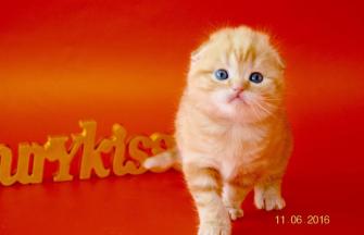 Scottish Fold