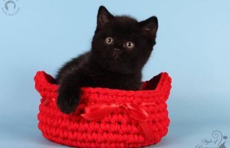 British Shorthair