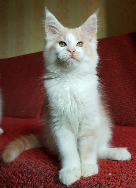 Koda