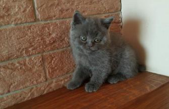British Shorthair