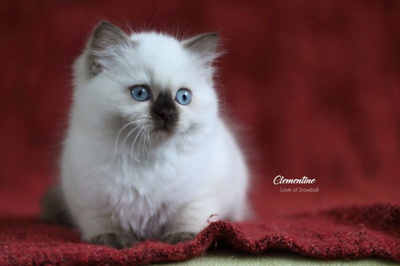 Clementine Love of Snowball, CZ