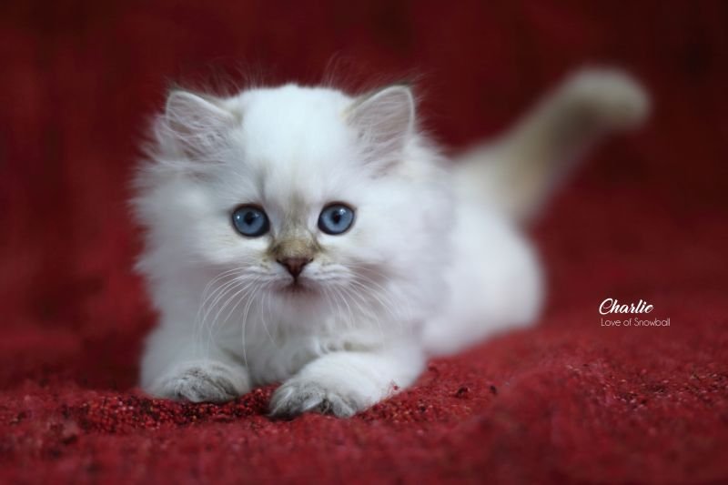 Charlie Love of Snowball, CZ
