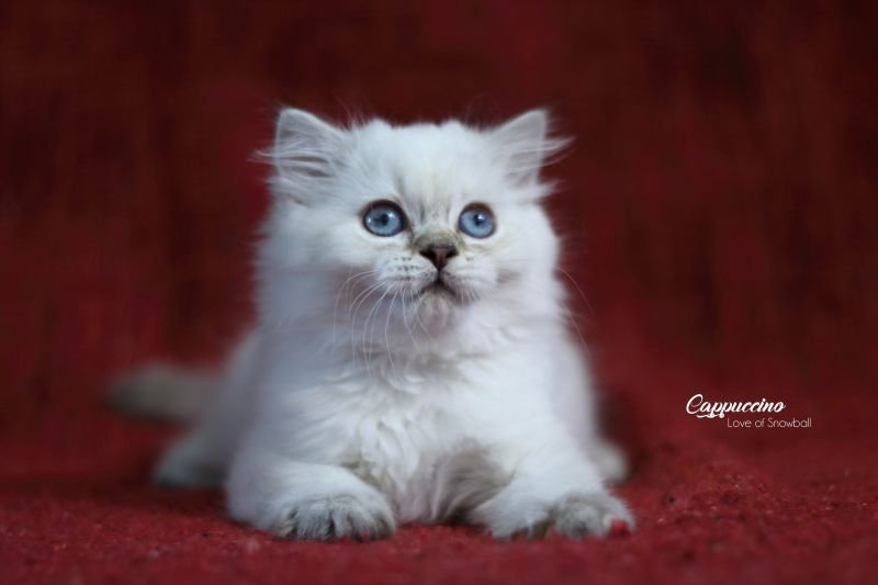 Cappuccino Love of Snowball, CZ