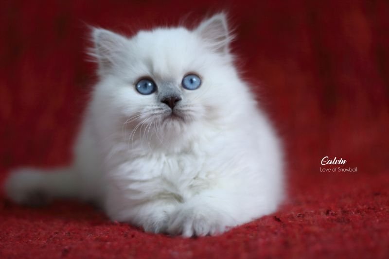 Calvin Love of Snowball, CZ