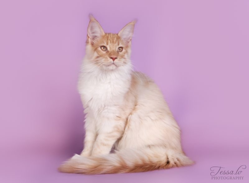 Maine Coon