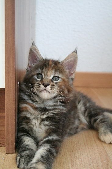 Maine Coon