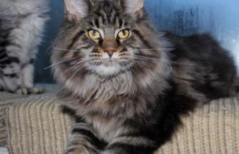 Gigi FidelityFeline