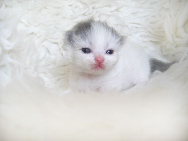 British Longhair