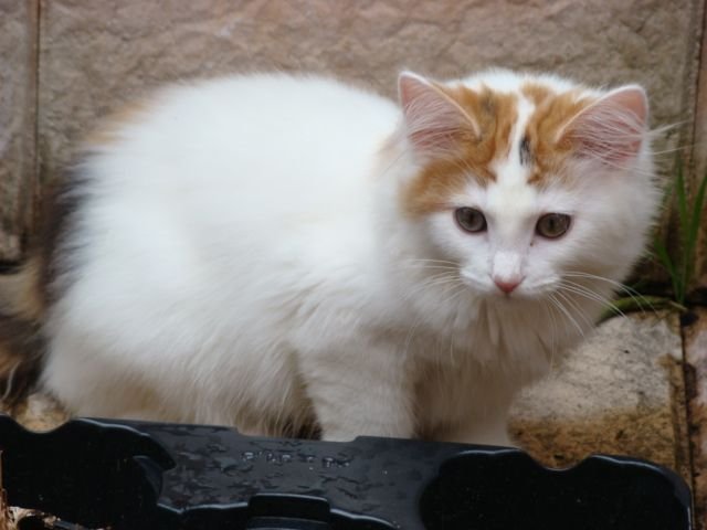 Norwegische Waldkatze