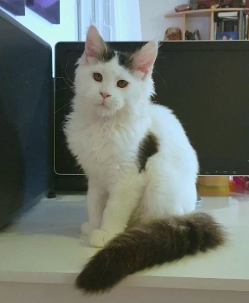 Maine Coon