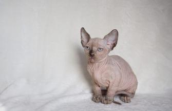 Sphynx