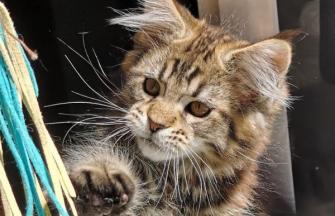 Maine Coon