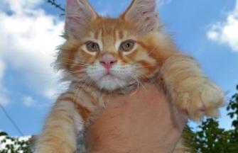Maine Coon