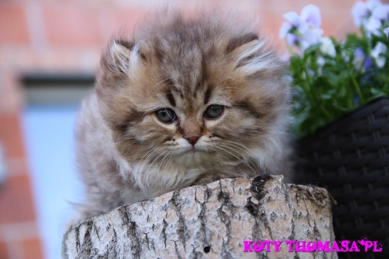 British Longhair