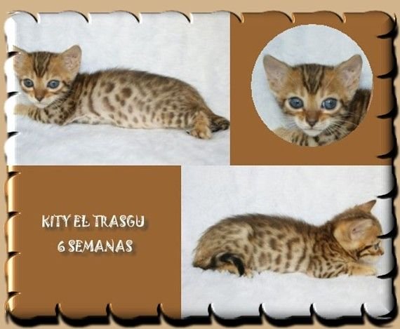 Bengal