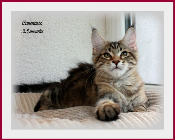 Maine Coon