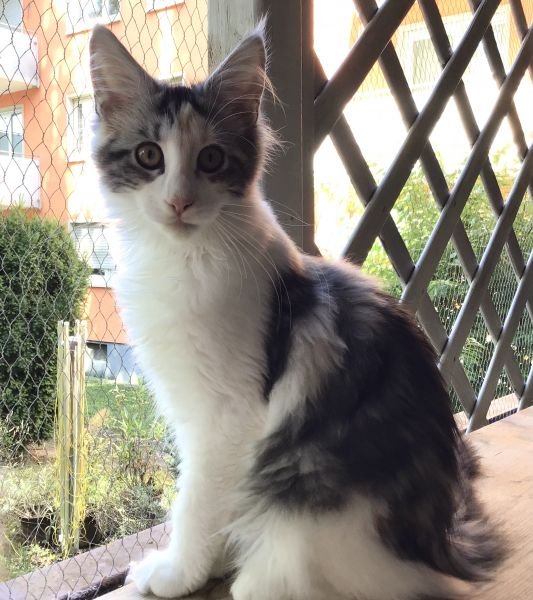 Carabella