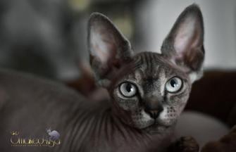 Sphynx