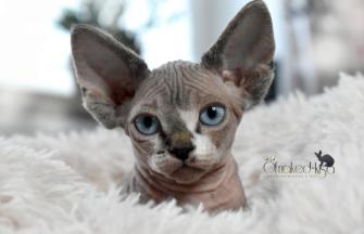 Sphynx