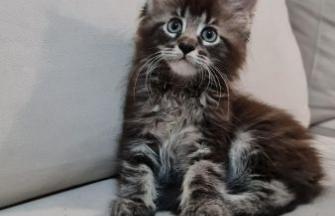 Maine Coon