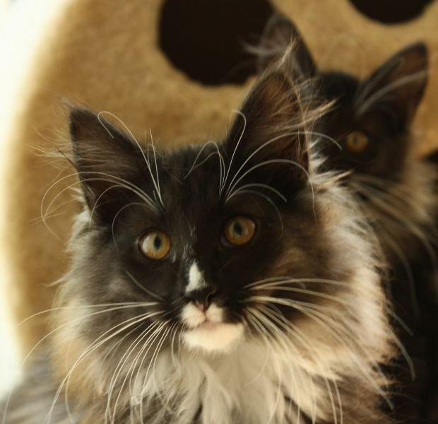Norwegische Waldkatze