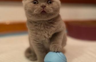 British Shorthair