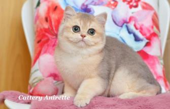 British Shorthair