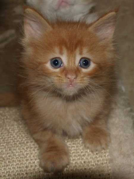 Maine Coon