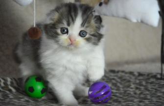 Scottish Fold