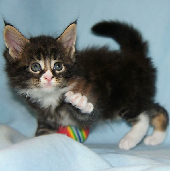 Maine Coon