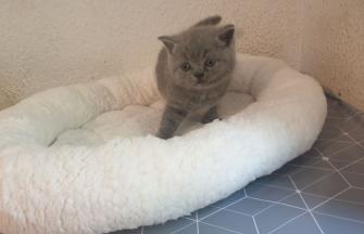 British Shorthair