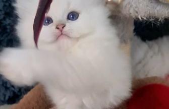 British Longhair