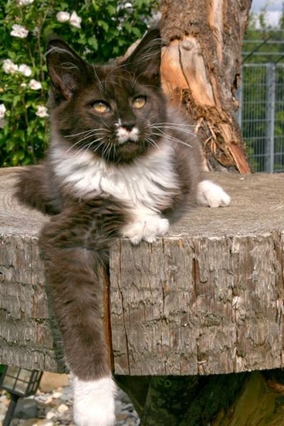 Maine Coon