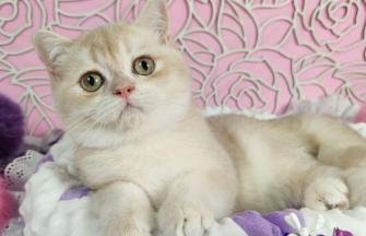 British Shorthair