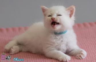 Oliver Royal Pink Paws
