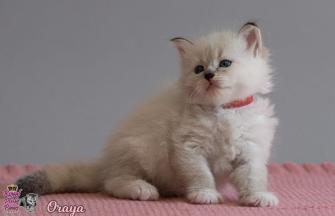Oraya Royal Pink Paws