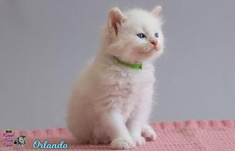 Orlando Royal Pink Paws