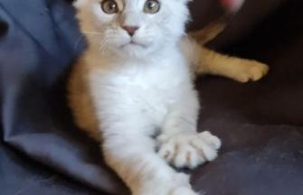 Maine Coon