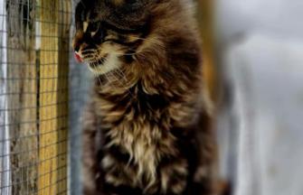Maine Coon