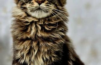 Maine Coon