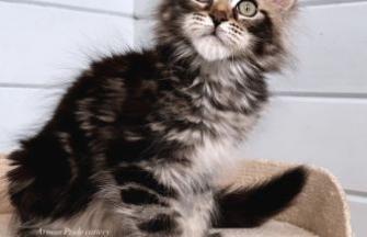 Maine Coon