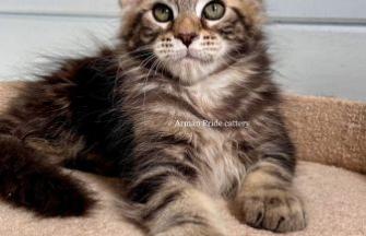 Maine Coon