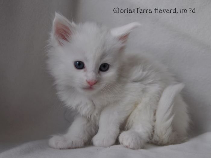 Maine Coon