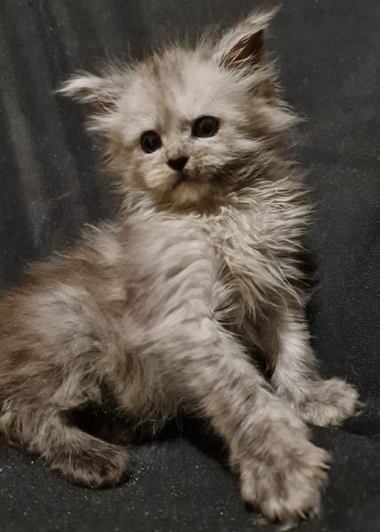 Maine Coon