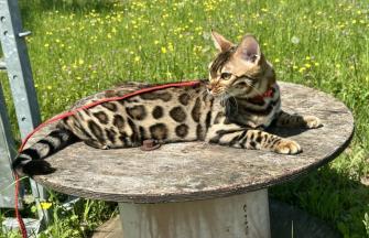 Bengal
