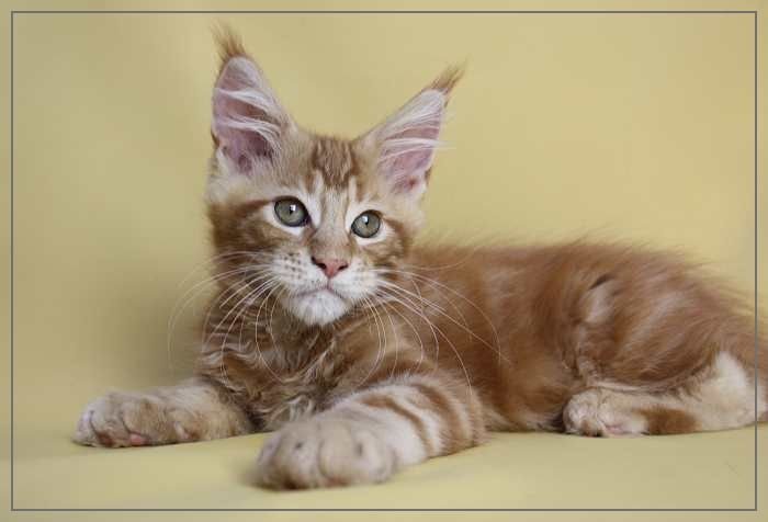 Maine Coon