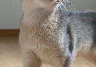 Abyssinian