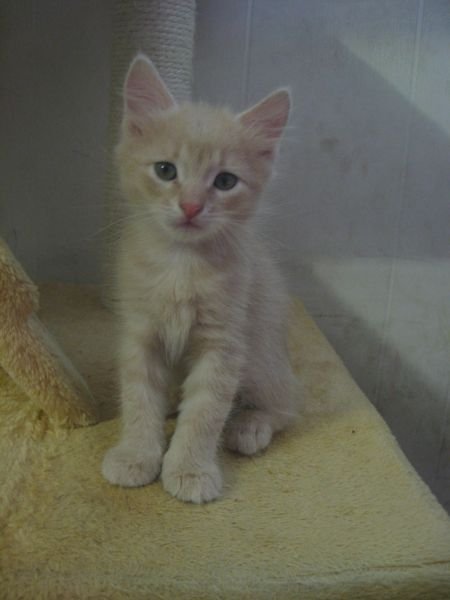 Sibirische Katze