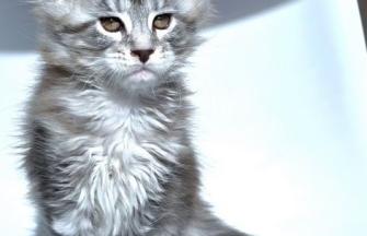Maine Coon