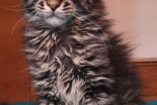 Maine Coon
